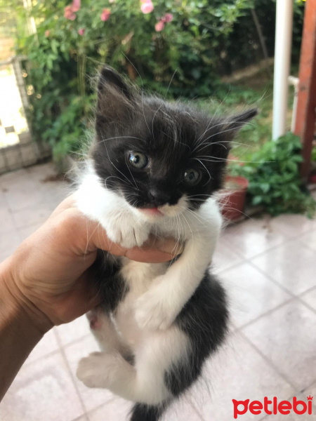 Soke, Kedi  İsim Yok fotoğrafı