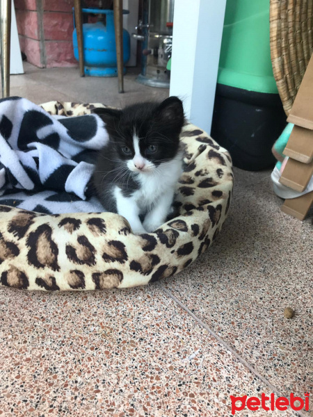 Soke, Kedi  İsim Yok fotoğrafı