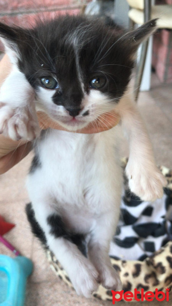 Soke, Kedi  İsim Yok fotoğrafı