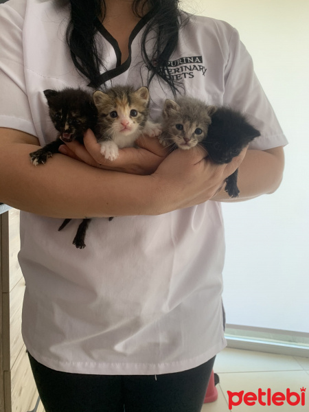 Tekir Kedi, Kedi  İsimsiz fotoğrafı