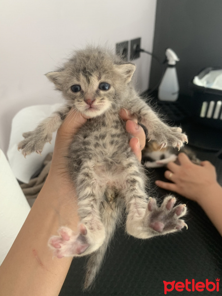 Tekir Kedi, Kedi  İsimsiz fotoğrafı