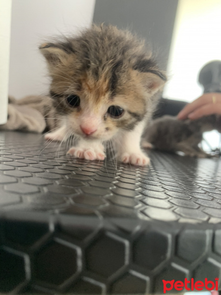 Tekir Kedi, Kedi  İsimsiz fotoğrafı