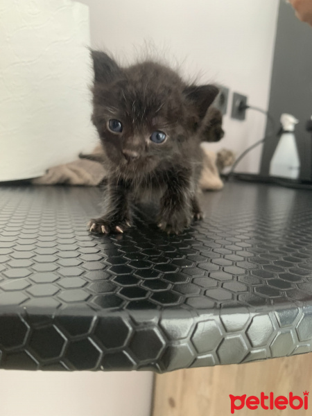 Tekir Kedi, Kedi  İsimsiz fotoğrafı