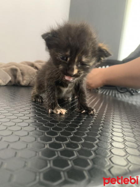 Tekir Kedi, Kedi  İsimsiz fotoğrafı