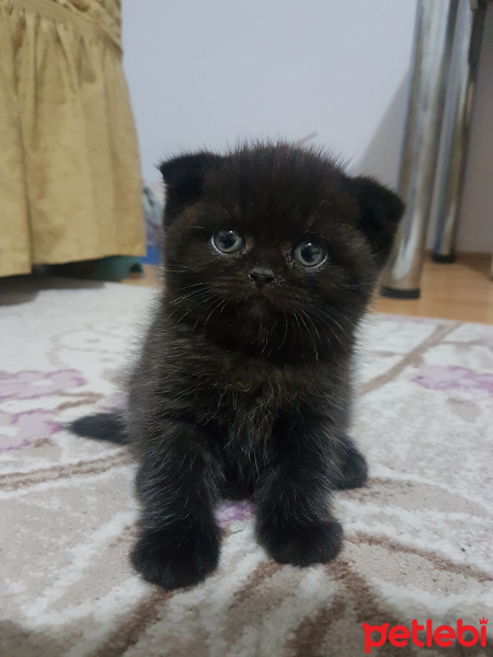 Scottish Fold, Kedi  Suzi fotoğrafı