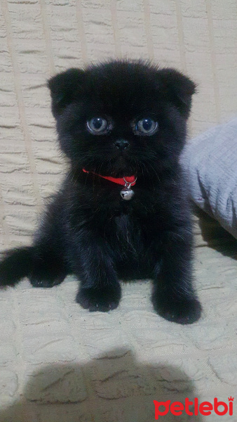 Scottish Fold, Kedi  Suzi fotoğrafı
