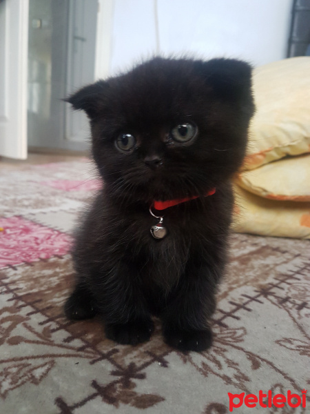 Scottish Fold, Kedi  Suzi fotoğrafı