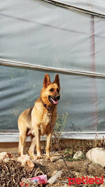 Alman Çoban Köpeği, Köpek  Oscar fotoğrafı