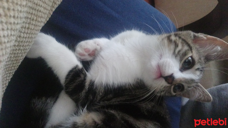 Tekir Kedi, Kedi  Badem fotoğrafı