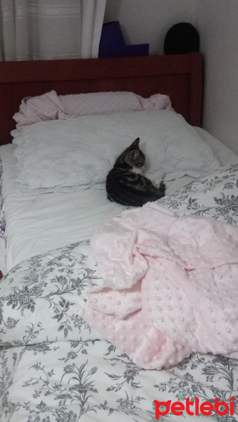 Tekir Kedi, Kedi  Badem fotoğrafı