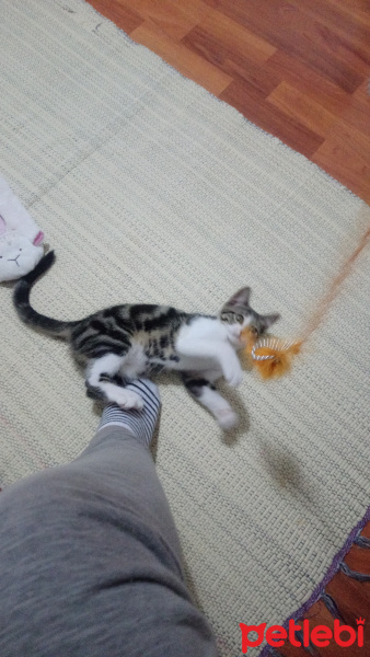 Tekir Kedi, Kedi  Badem fotoğrafı