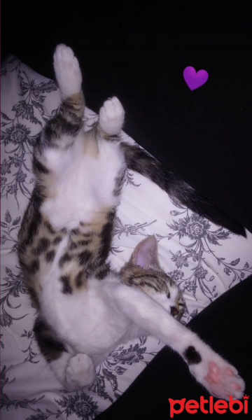 Tekir Kedi, Kedi  Badem fotoğrafı
