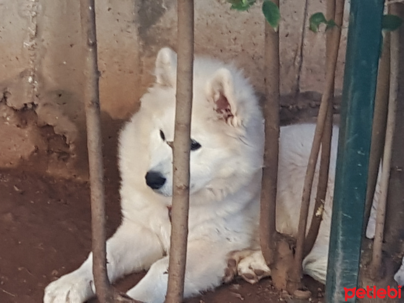 Samoyed, Köpek  BOBO fotoğrafı