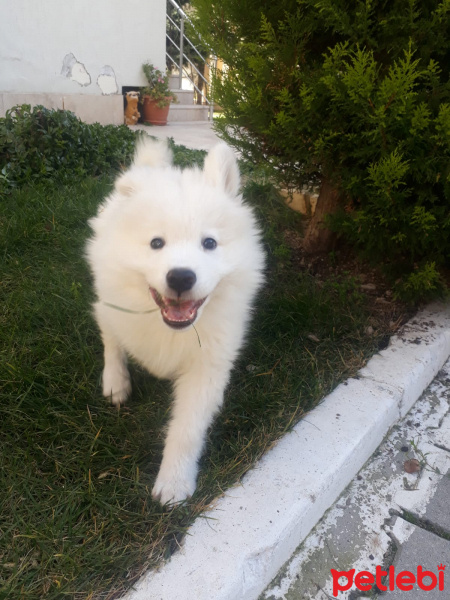Samoyed, Köpek  BOBO fotoğrafı