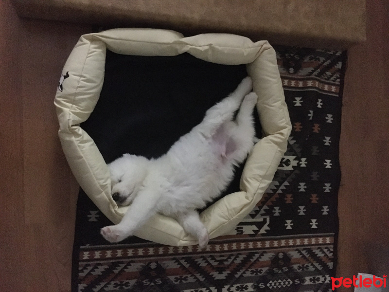 Samoyed, Köpek  BOBO fotoğrafı