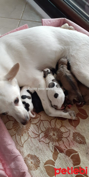 Jack Russell Terrier, Köpek  Mira fotoğrafı