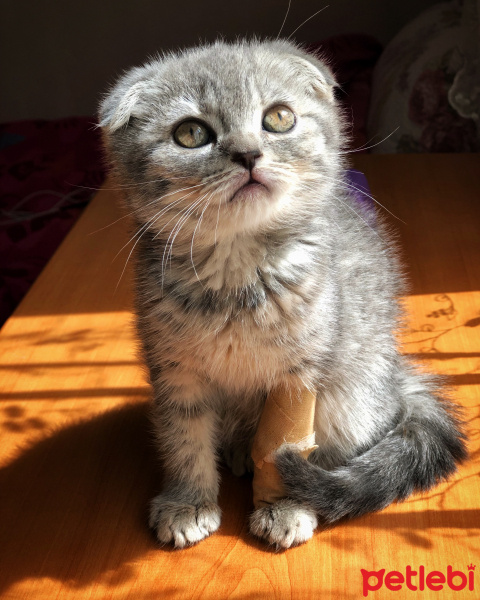 Scottish Fold, Kedi  Dudu fotoğrafı