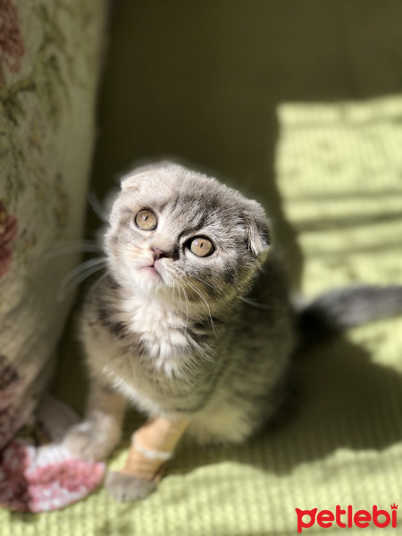 Scottish Fold, Kedi  Dudu fotoğrafı