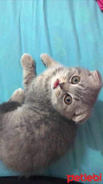 Scottish Fold, Kedi  Dudu fotoğrafı