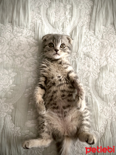 Scottish Fold, Kedi  Dudu fotoğrafı