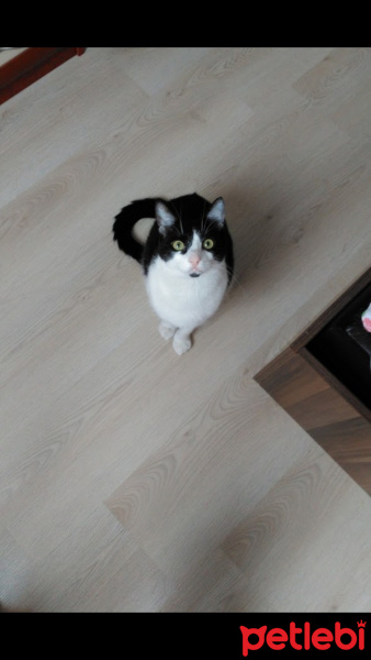 Tekir Kedi, Kedi  Ponçik fotoğrafı
