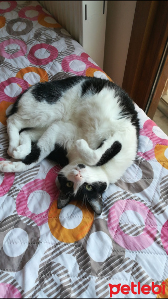 Tekir Kedi, Kedi  Ponçik fotoğrafı