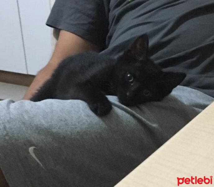 Tekir Kedi, Kedi  Gece fotoğrafı