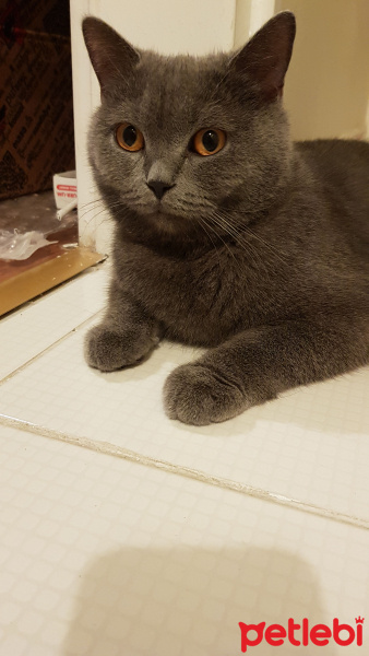 British Shorthair, Kedi  Hira fotoğrafı