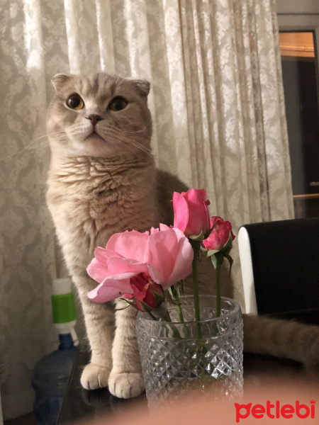 Scottish Fold, Kedi  Luna fotoğrafı