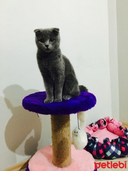 Scottish Fold, Kedi  Shila fotoğrafı
