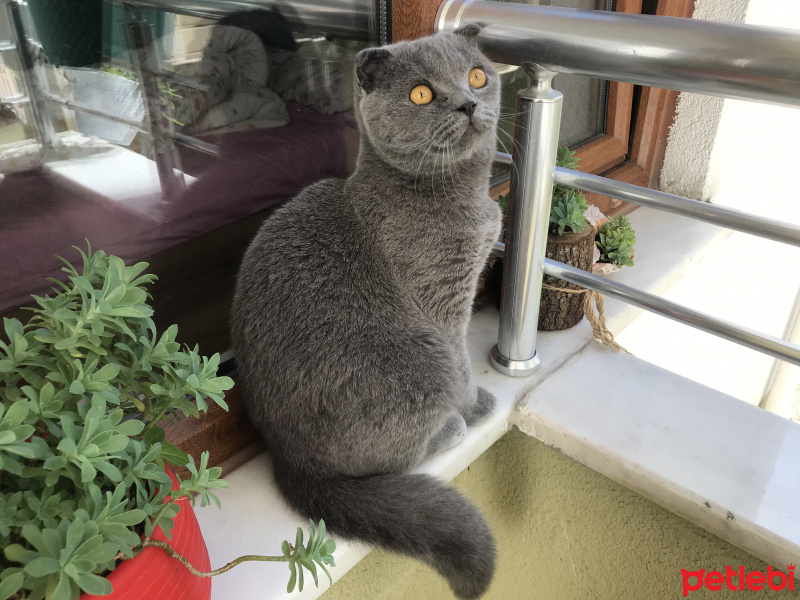 Scottish Fold, Kedi  Scooby fotoğrafı