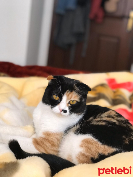 Scottish Fold, Kedi  KIVRIK fotoğrafı
