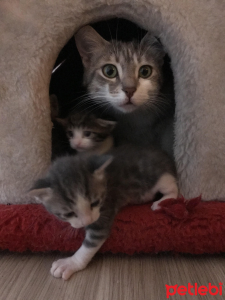 Tekir Kedi, Kedi  Minnoş fotoğrafı