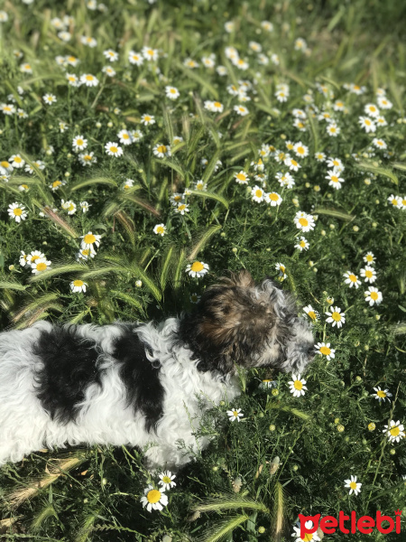 Yorkshire Terrier, Köpek  Ringo fotoğrafı