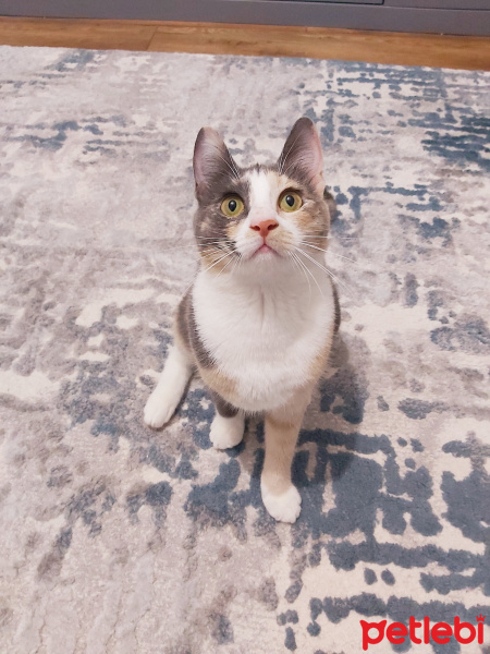 Tekir Kedi, Kedi  Pia fotoğrafı