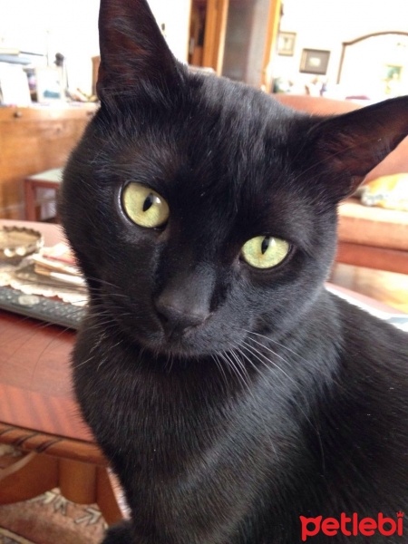 Bombay, Kedi  Bernhard fotoğrafı