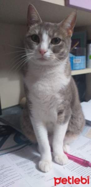 Tekir Kedi, Kedi  Gölge fotoğrafı