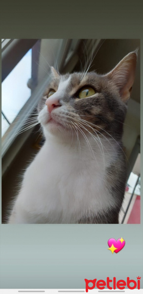Tekir Kedi, Kedi  Gölge fotoğrafı