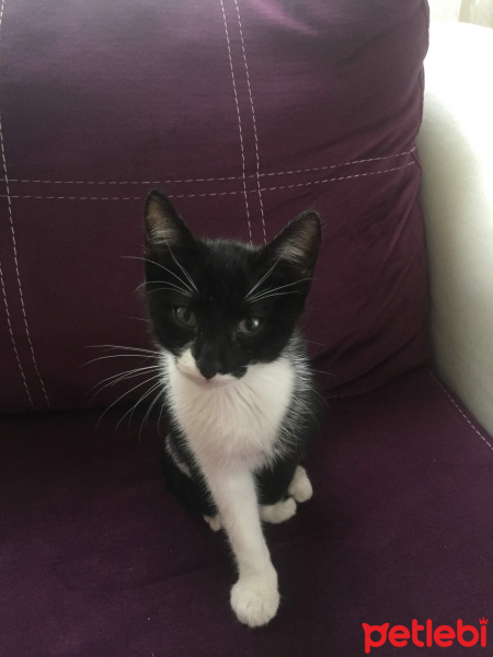 Tuxedo (Smokin) Kedi, Kedi  Zeytin fotoğrafı
