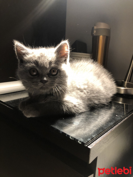 British Shorthair, Kedi  Millie fotoğrafı