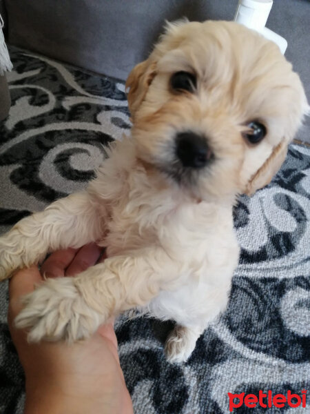 Maltese, Köpek  Olaf fotoğrafı