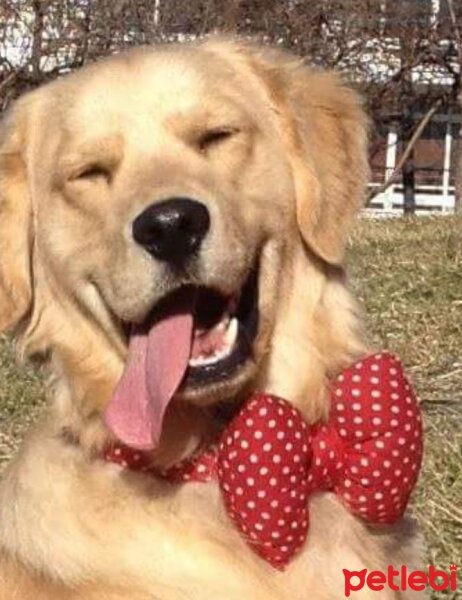 Golden Retriever, Köpek  PAPYON fotoğrafı