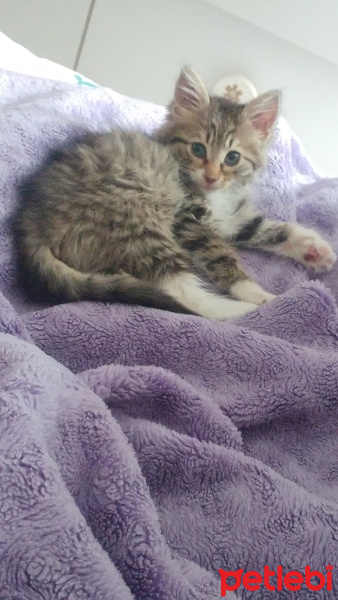 Tekir Kedi, Kedi  Kontes fotoğrafı