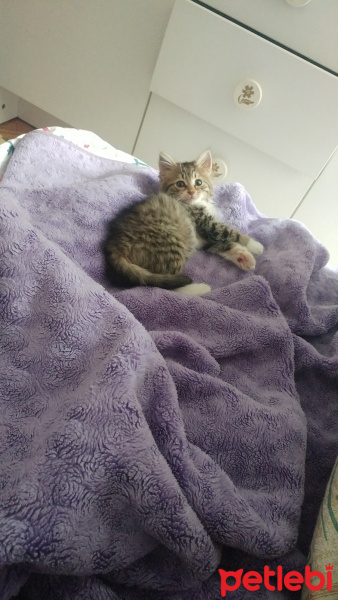 Tekir Kedi, Kedi  Kontes fotoğrafı