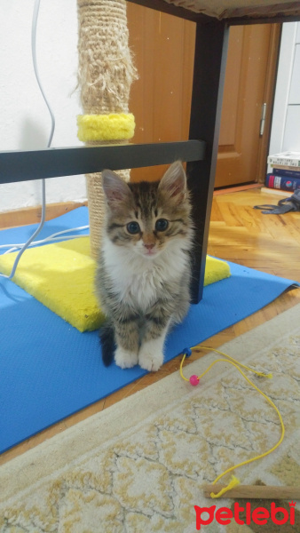 Tekir Kedi, Kedi  Kontes fotoğrafı