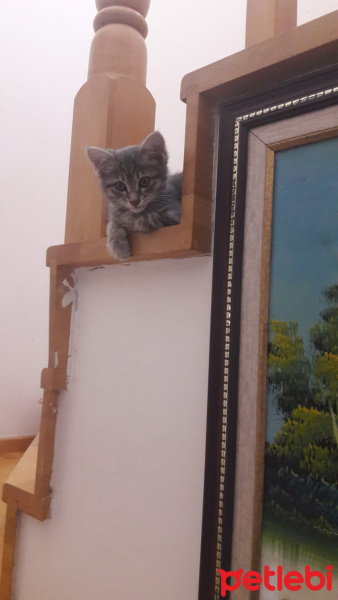Mavi Rus, Kedi  Balım fotoğrafı