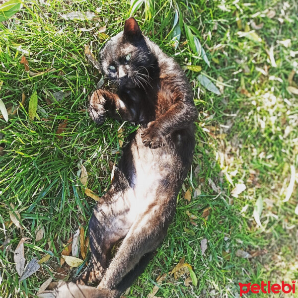 Sarman, Kedi  Çiko fotoğrafı