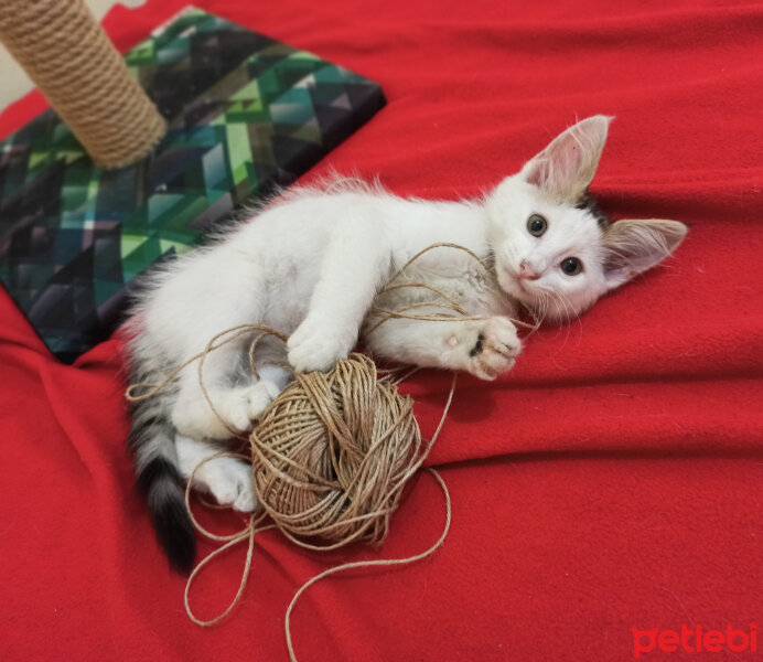 Sarman, Kedi  Çiko fotoğrafı