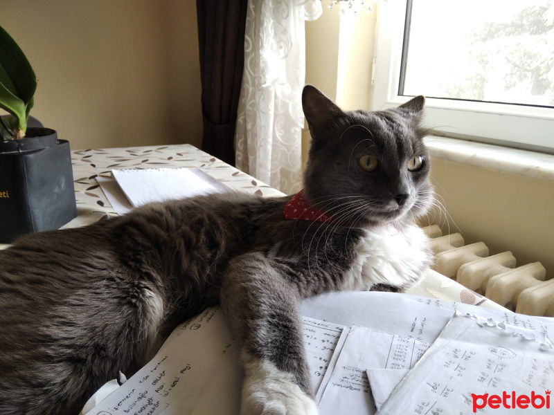 Mavi Rus, Kedi  Mia fotoğrafı