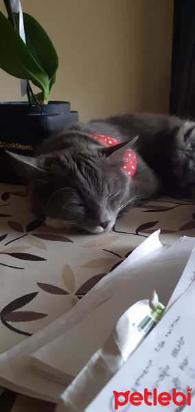 Mavi Rus, Kedi  Mia fotoğrafı